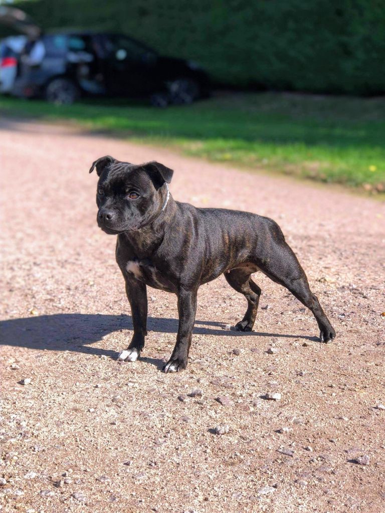 Publication : Durban Poison Auteur : Céline Ougier