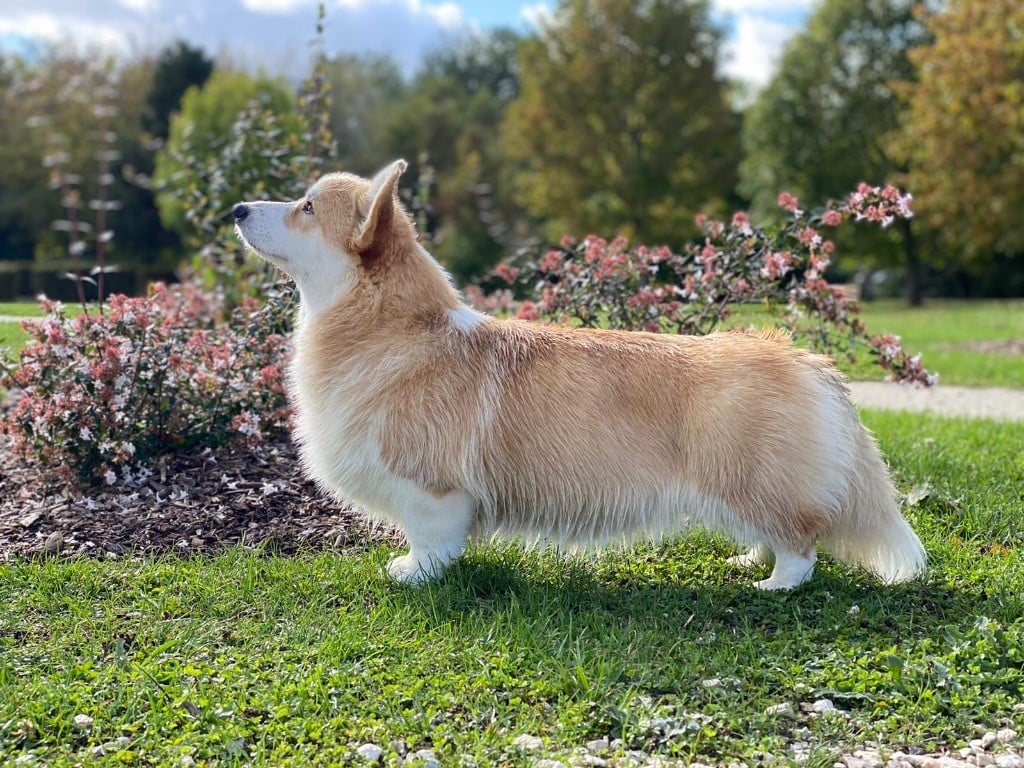 corgi red hill Dafne