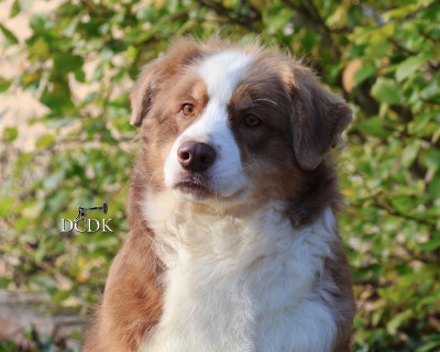 Étalon Berger Australien - Princess mononoke du chemin des korrigans