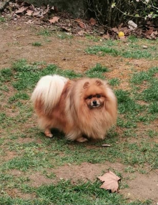Étalon Spitz allemand - Nino cerruti du jardin de Mesoz