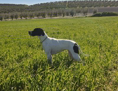 Étalon Pointer - TR. CH. Rahya of Black And Sand