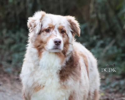 Politically incorrect du chemin des korrigans