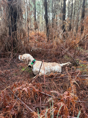 Étalon Setter Anglais - TR. CH. Rikka De La Croix De Lumiere