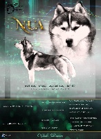 Étalon Siberian Husky - Nua of aqua ice