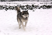 Étalon Alaskan Malamute - Once upon a time on Kamiakan Trail