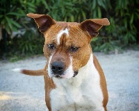 Étalon American Staffordshire Terrier - Prada rockstone Des Gardiens Du Rêve Eternel