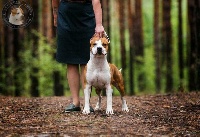 Étalon American Staffordshire Terrier - CH. Lonely By Gold Black Mountain