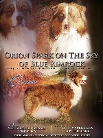 Étalon Berger Australien - Orion spark on the sky Of Blue Rimrock