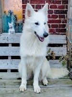 Étalon Berger Blanc Suisse - Roxy lady Des Loups De Normandie