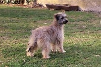 Étalon Berger des Pyrenees à poil long - Meya de La Petite Ferme de Wihr