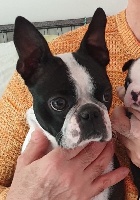 Étalon Boston Terrier - O'bahia du jabelin