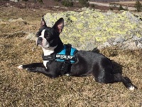 Étalon Boston Terrier - Ruby Dels Campestres D'alteyrac