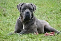 Étalon Cane Corso - Petra de l'eden de malizia