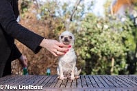 Étalon Chihuahua - New Litel Boss Polar star