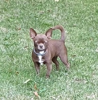 Étalon Chihuahua - Osaka du Grisous'tiny World