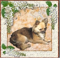 Étalon Chihuahua - Perlina Des Petits Zamours