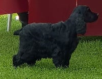 Étalon Cocker Spaniel Anglais - TR. Jildun de Lann-er-Marh