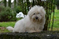 Étalon Coton de Tulear - Mowgli de dame nature