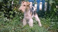 Étalon Fox Terrier Poil Dur - Orange-marmelade De la rose magique