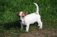 Étalon Jack Russell Terrier - Odjune a l'ouest des prés de l'abby