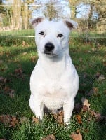 Étalon Jack Russell Terrier - Joyce Du Haut Atlas