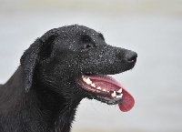 Étalon Labrador Retriever - Sarla of Glharama