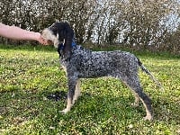 Étalon Petit bleu de Gascogne - Reglisse De La Croix Des Bruyeres