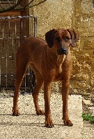 Étalon Rhodesian Ridgeback - Pale rider des prouillacs