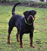 Étalon Rottweiler - CH. Nawak Vom Weinberges Der Hunde