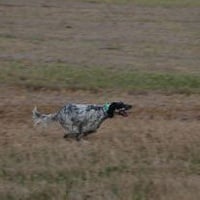 Étalon Setter Anglais - Moser Des Belles Du Causse