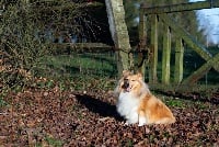 Étalon Shetland Sheepdog - Petite etoile De la vallée des noyeres