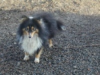 Étalon Shetland Sheepdog - Oliver dark Du caire de la prairie