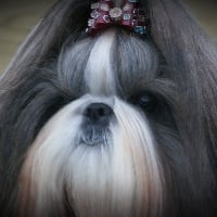 Étalon Shih Tzu - CH. best first Girl is mine