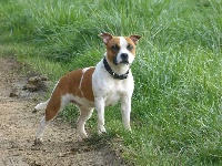 Étalon Staffordshire Bull Terrier - Punky du grand Molosse