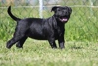 Étalon Staffordshire Bull Terrier - Good Choice's Select Riplay