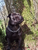 Étalon Staffordshire Bull Terrier - Under Carlie's Protection Pretty little liar