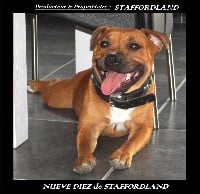 Étalon Staffordshire Bull Terrier - Staffordland Nueve diez