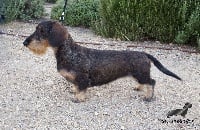 Étalon Teckel poil dur - TR. CH. Carice de los madroños