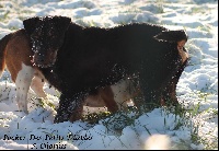 Étalon Terrier de chasse allemand - Pocker Des Petits Diables a Chorlus