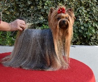 Étalon Yorkshire Terrier - CH. Cris of blue of maryon's home