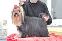 Étalon Yorkshire Terrier - Teenangel Passoa latina