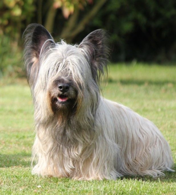 Publication : Du Mas Sumacs Auteur : Sarah von FELDENKREISS