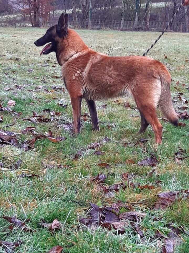 Publication : De L'aube Des Perseides 