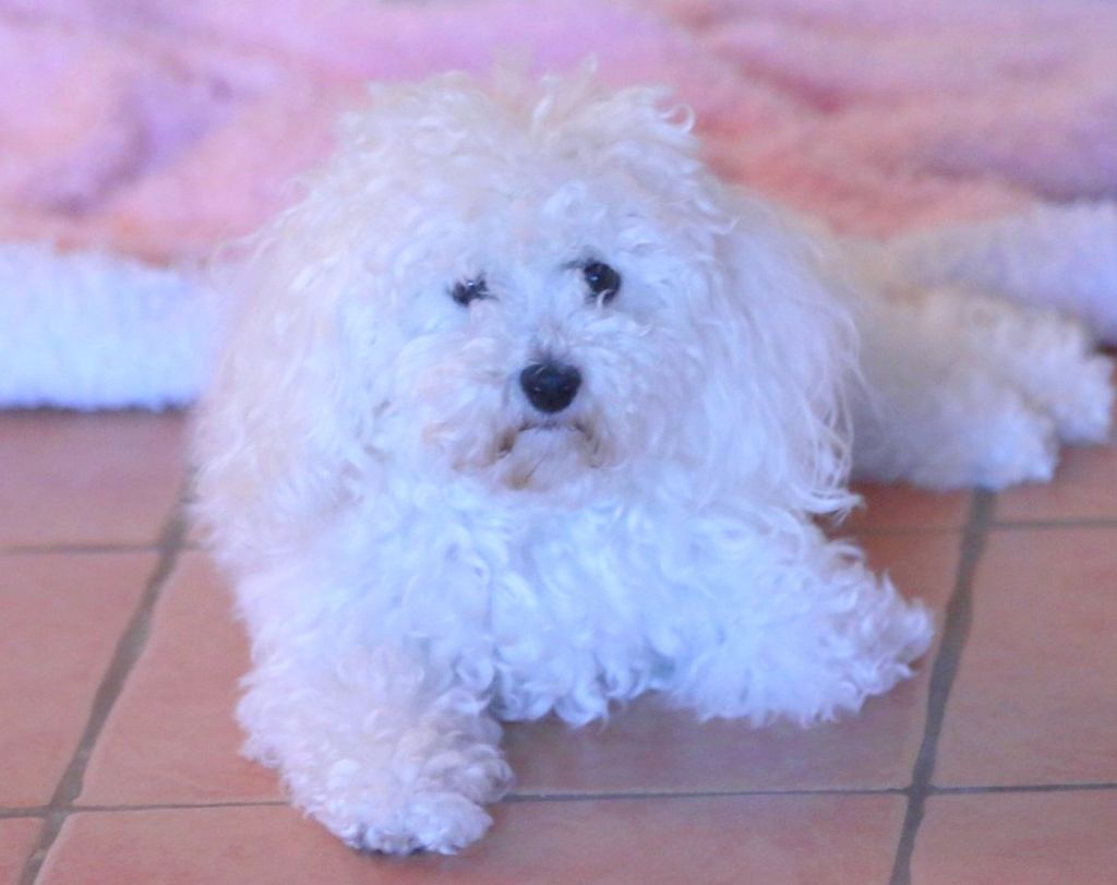 Prada de la Felhotte