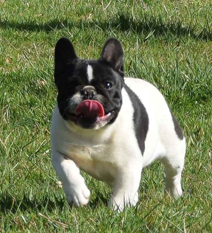 Publication : des Gamins de Rubis Auteur : thomas fabienne