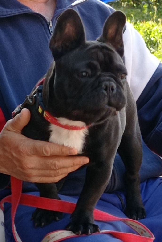 Publication : De Cans D'aragon Auteur : Cans d'Aragon