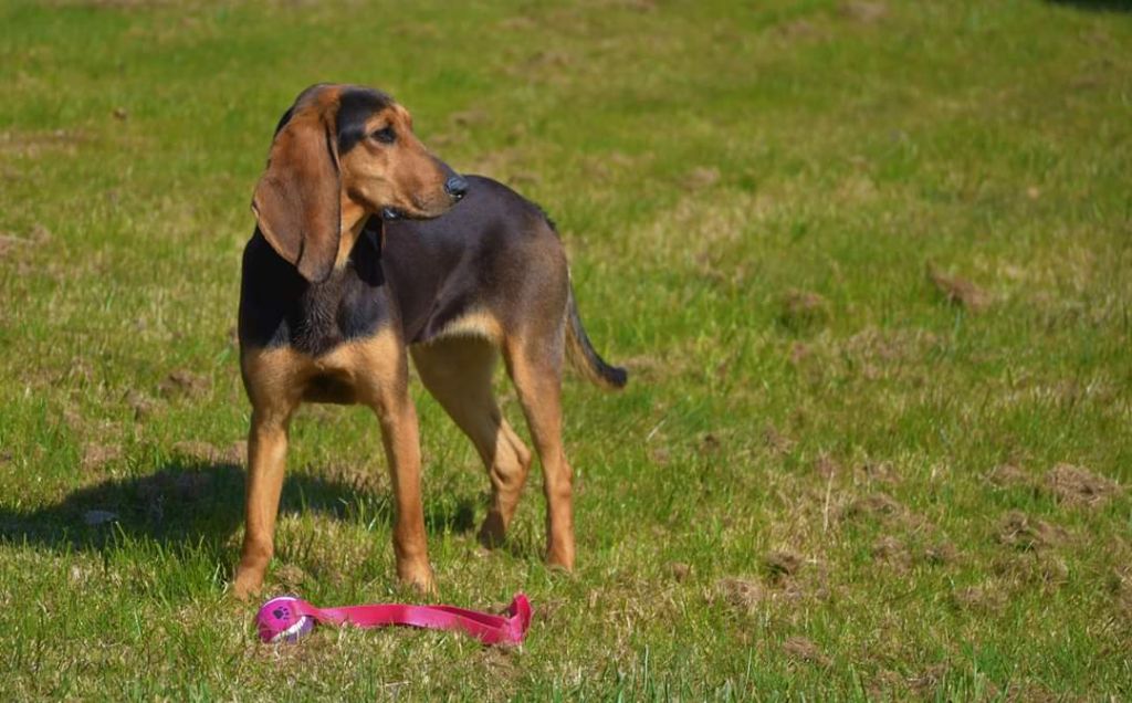 Publication : Du Paradis d'Anais