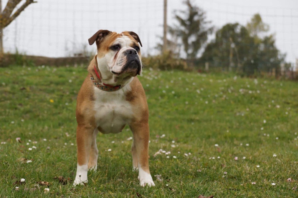 Publication : De La Forêt Des Deesses Auteur : Karine Vernanchet