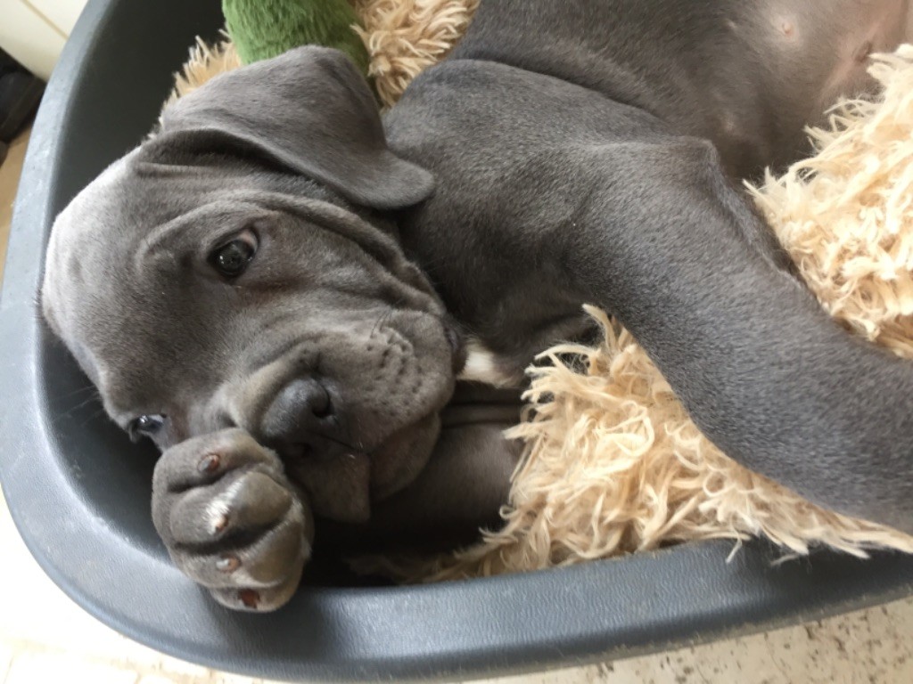 Publication : du temple de jade 