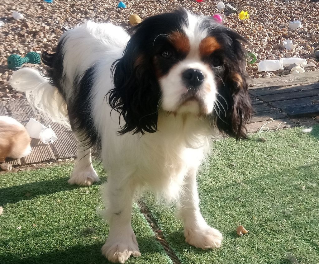 Publication : De castel peyrac Auteur : Dany Prunier 